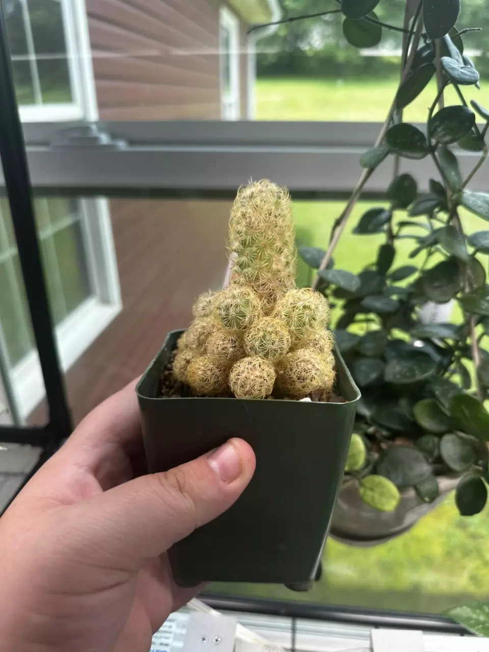 Ladyfinger Cactus thumbnail