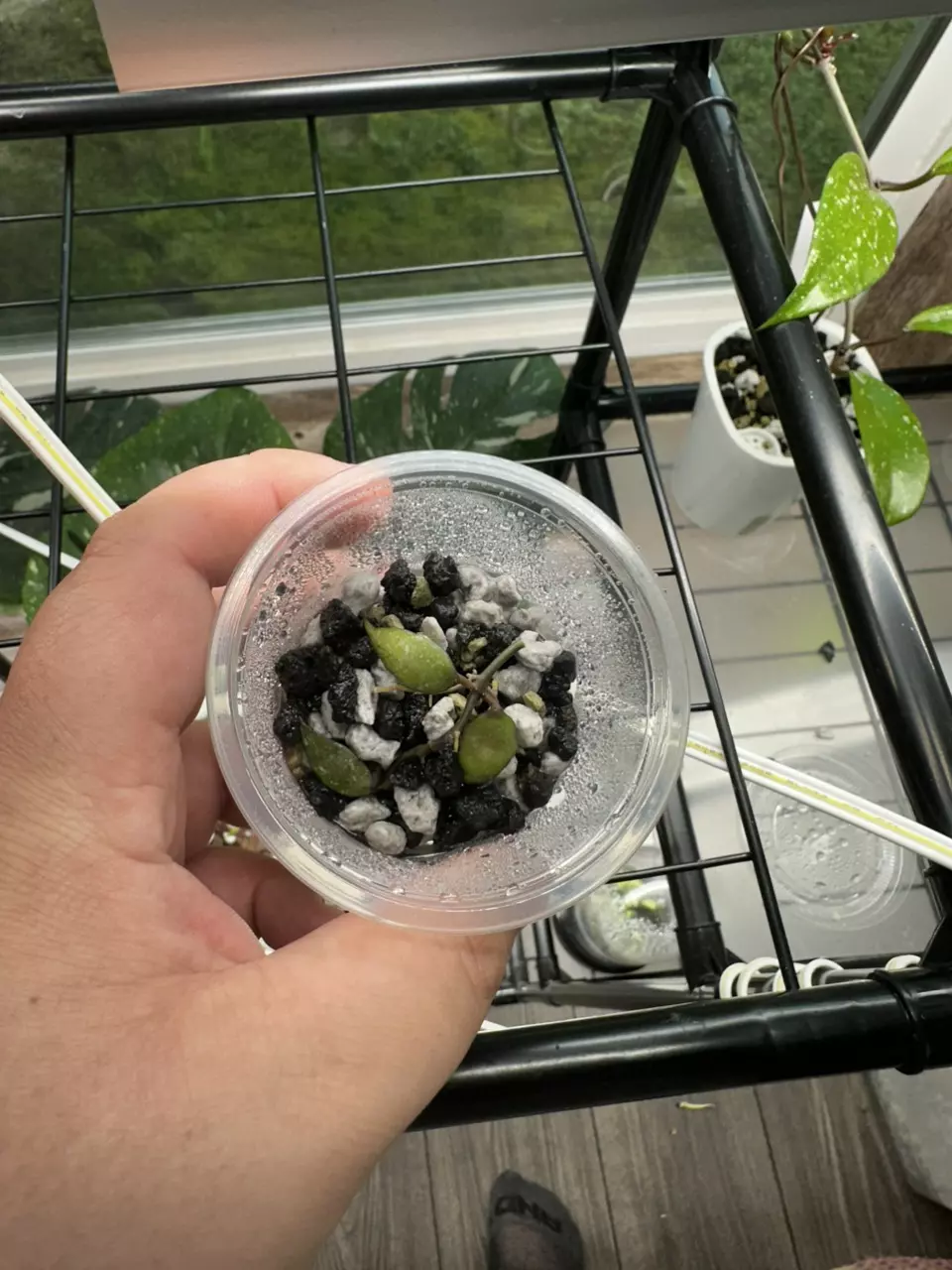 Hoya Lacunosa Perangin Durian Cutting thumbnail