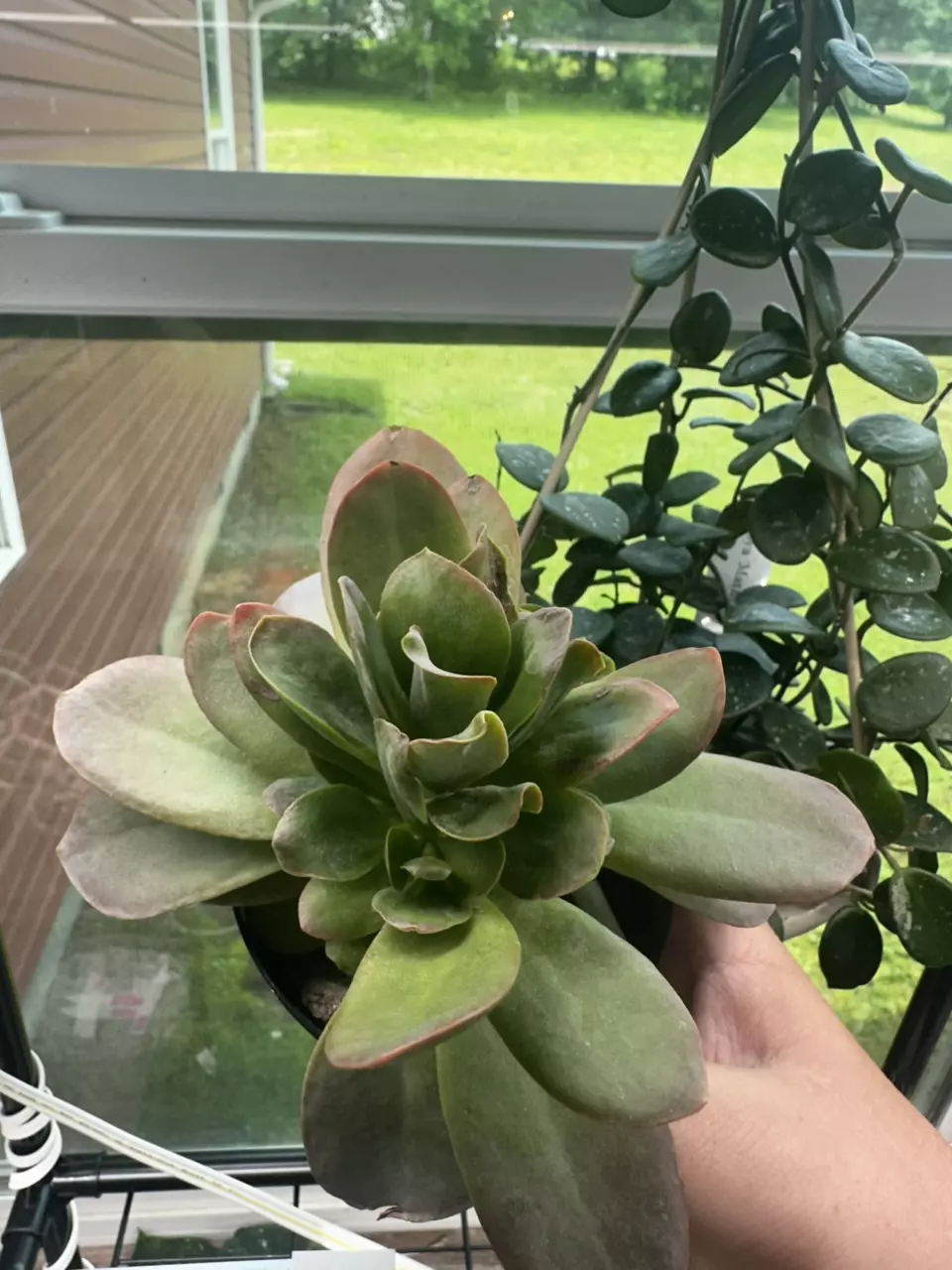 Kalanchoe Little Dragon thumbnail