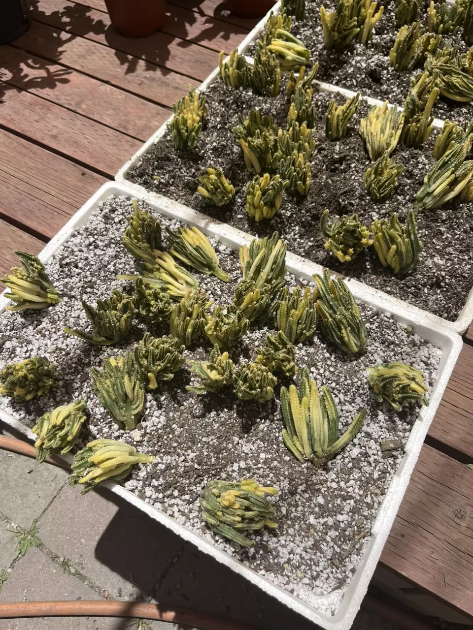 Fairy Castle Cactus (no spines!) thumbnail