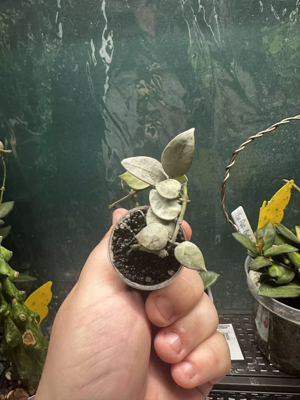 Hoya Krohniana Silver thumbnail