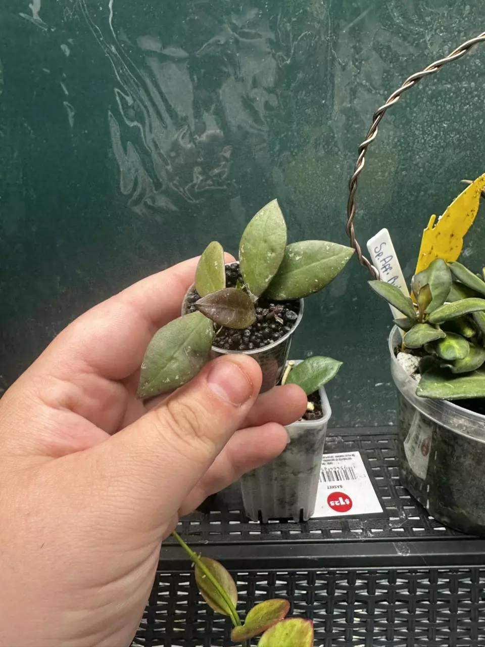 Hoya Sipitangensis thumbnail