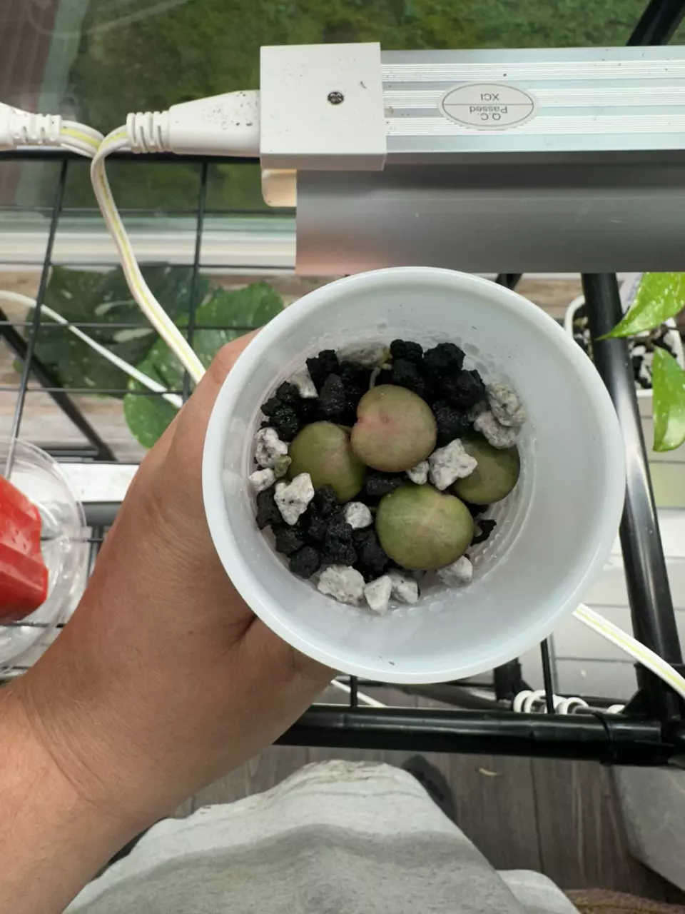 Hoya Carmelae cutting thumbnail