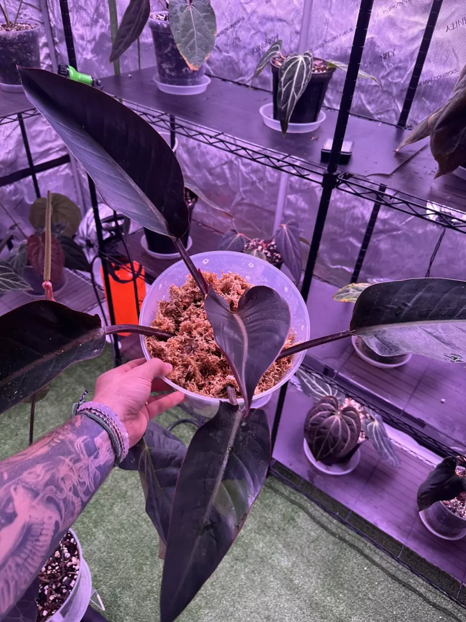 Philodendron firebird cutting thumbnail