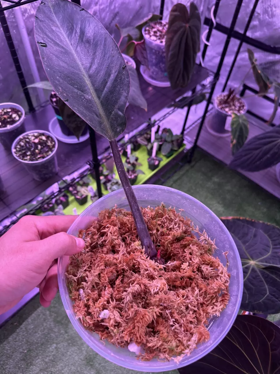 Philodendron firebird cutting thumbnail