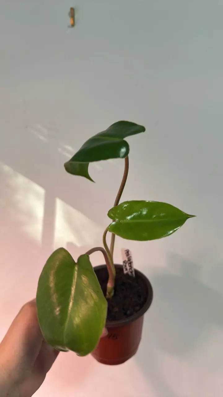 Philodendron Burle Marx thumbnail