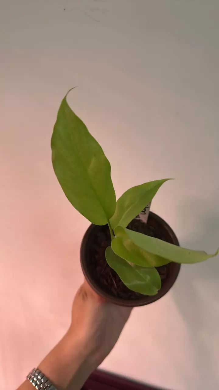 Philodendron Minima thumbnail