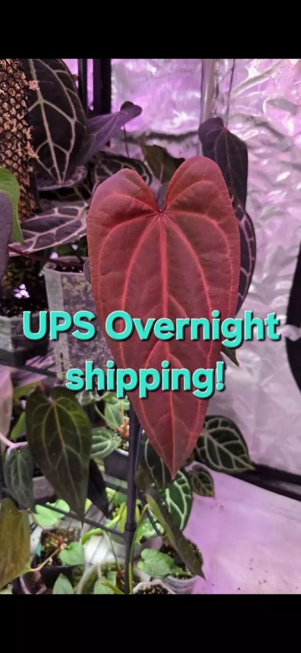 Overnight shipping upgrade thumbnail