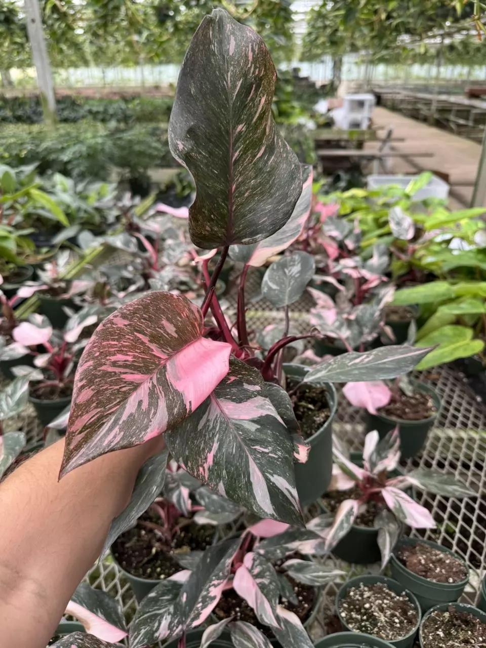 Marble Pink Princess 6” thumbnail