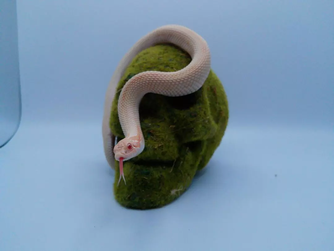 Male Albino Conda (Het coral) thumbnail