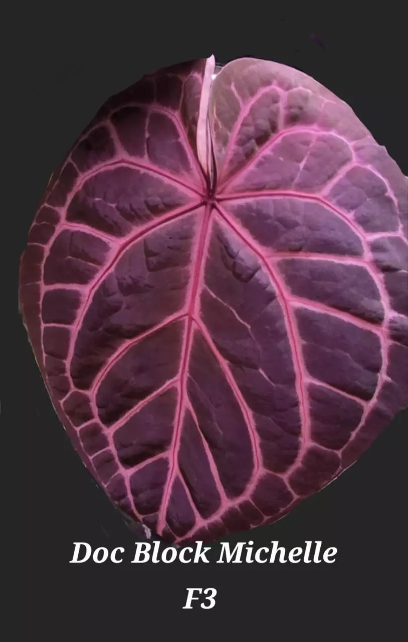 Doc Block Michelle F3 X (Wuhoo's First Night/ Pap) growers choice thumbnail