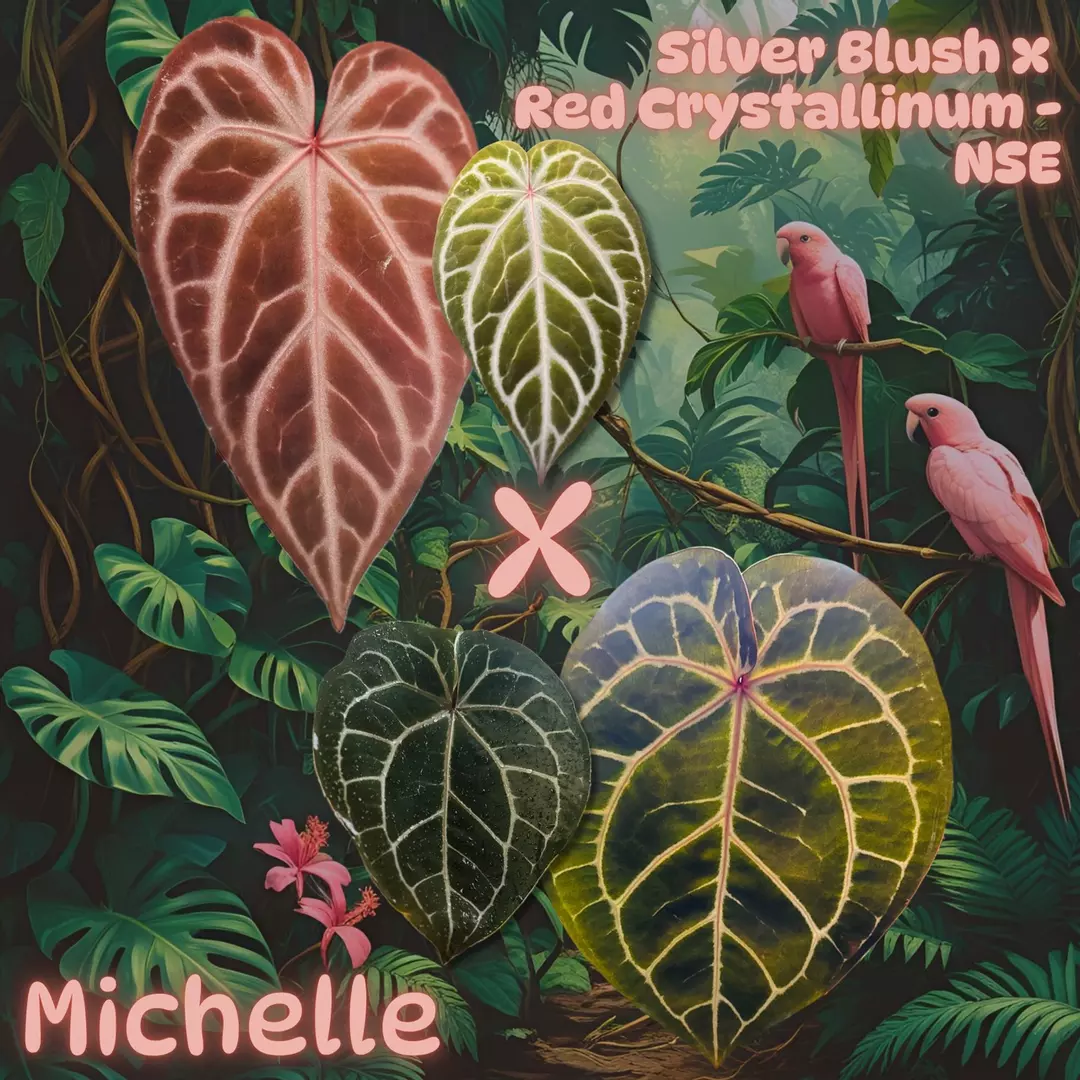 Anthurium Seedling ( Silver Blush x Red Crystallinum - NSE ) x Michelle thumbnail