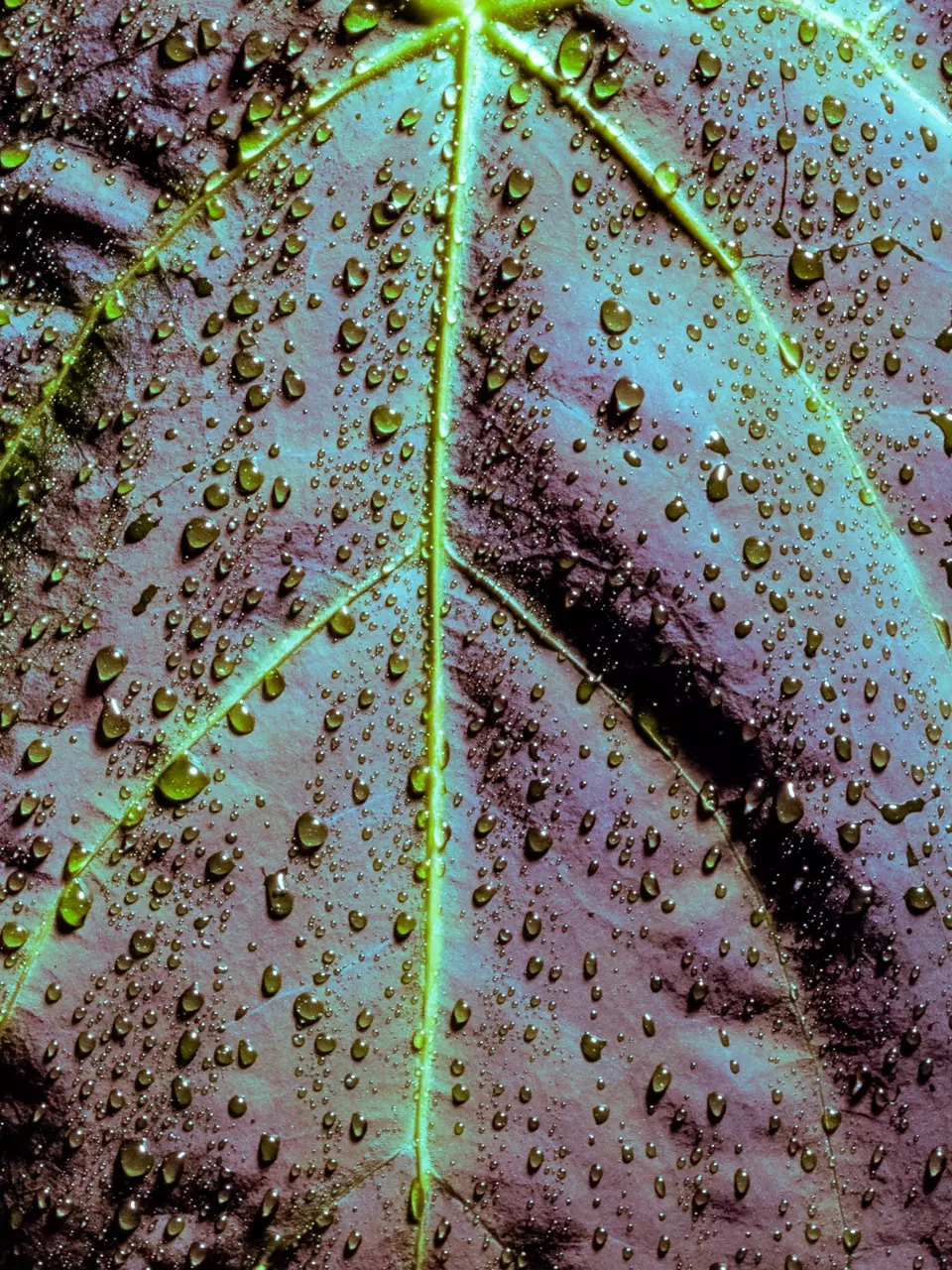 Vacation Hold- 2 WEEKS thumbnail