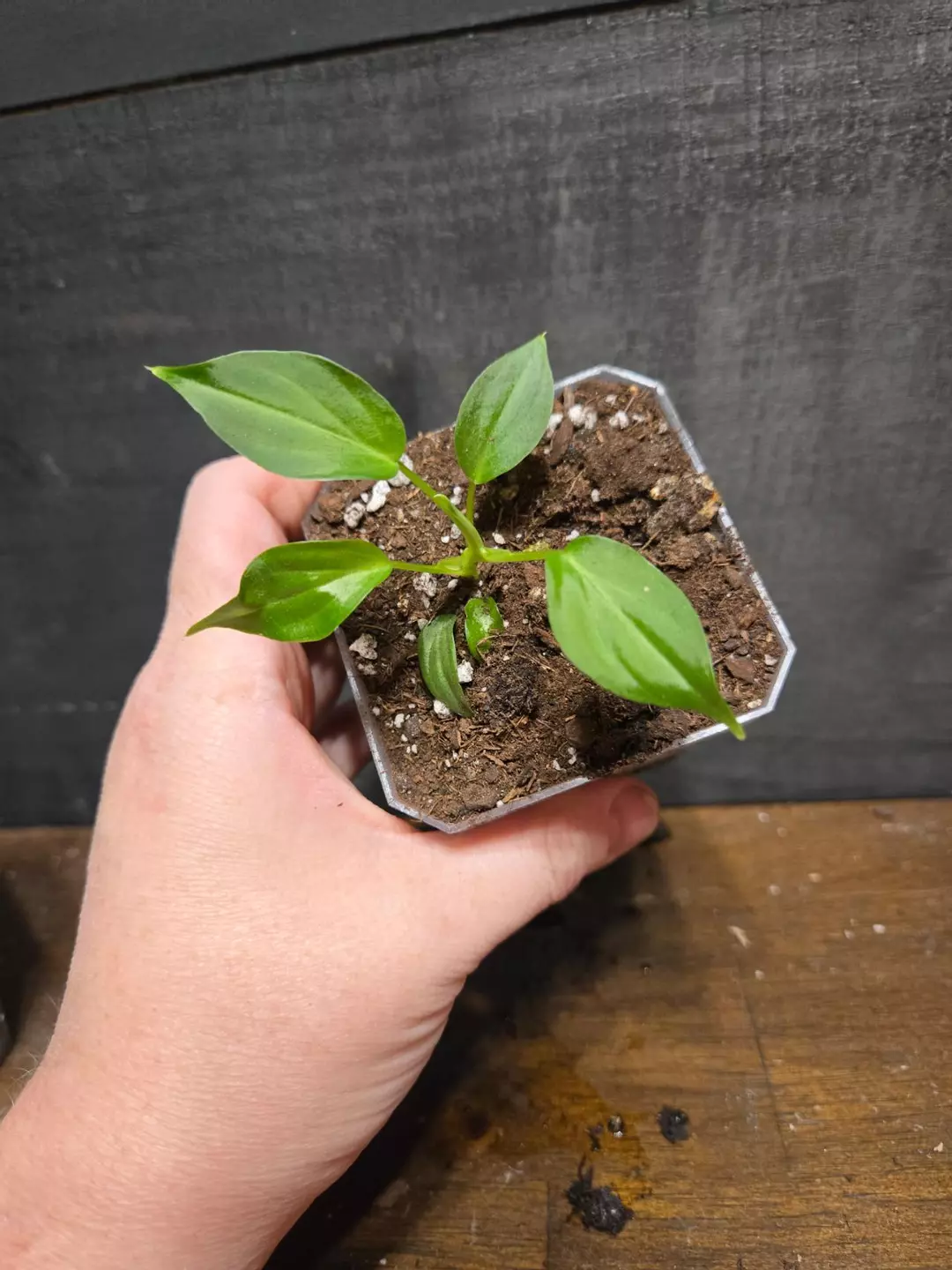 Philodendron verrucosum Netherlands thumbnail