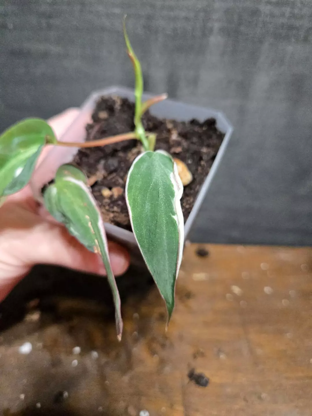 Philodendron heredaceum micans halo variegated thumbnail