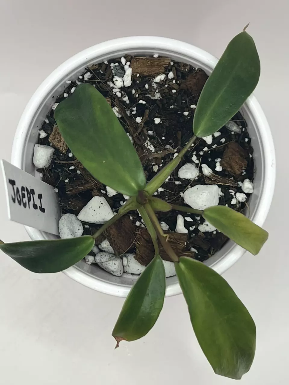 Joepii Philodendron starter thumbnail