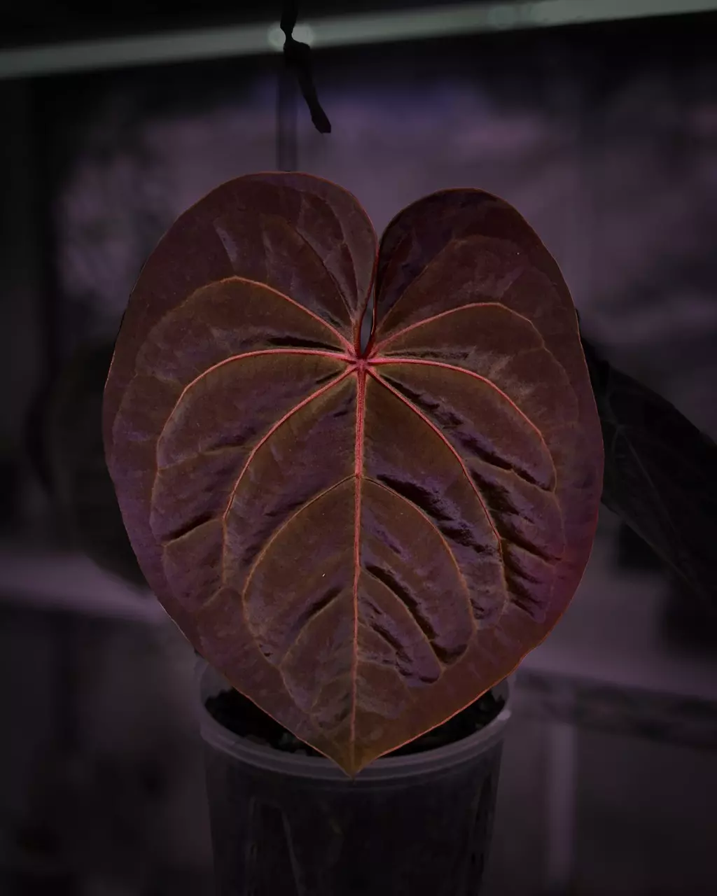 Anthurium ‘Blood Moon’ Division thumbnail