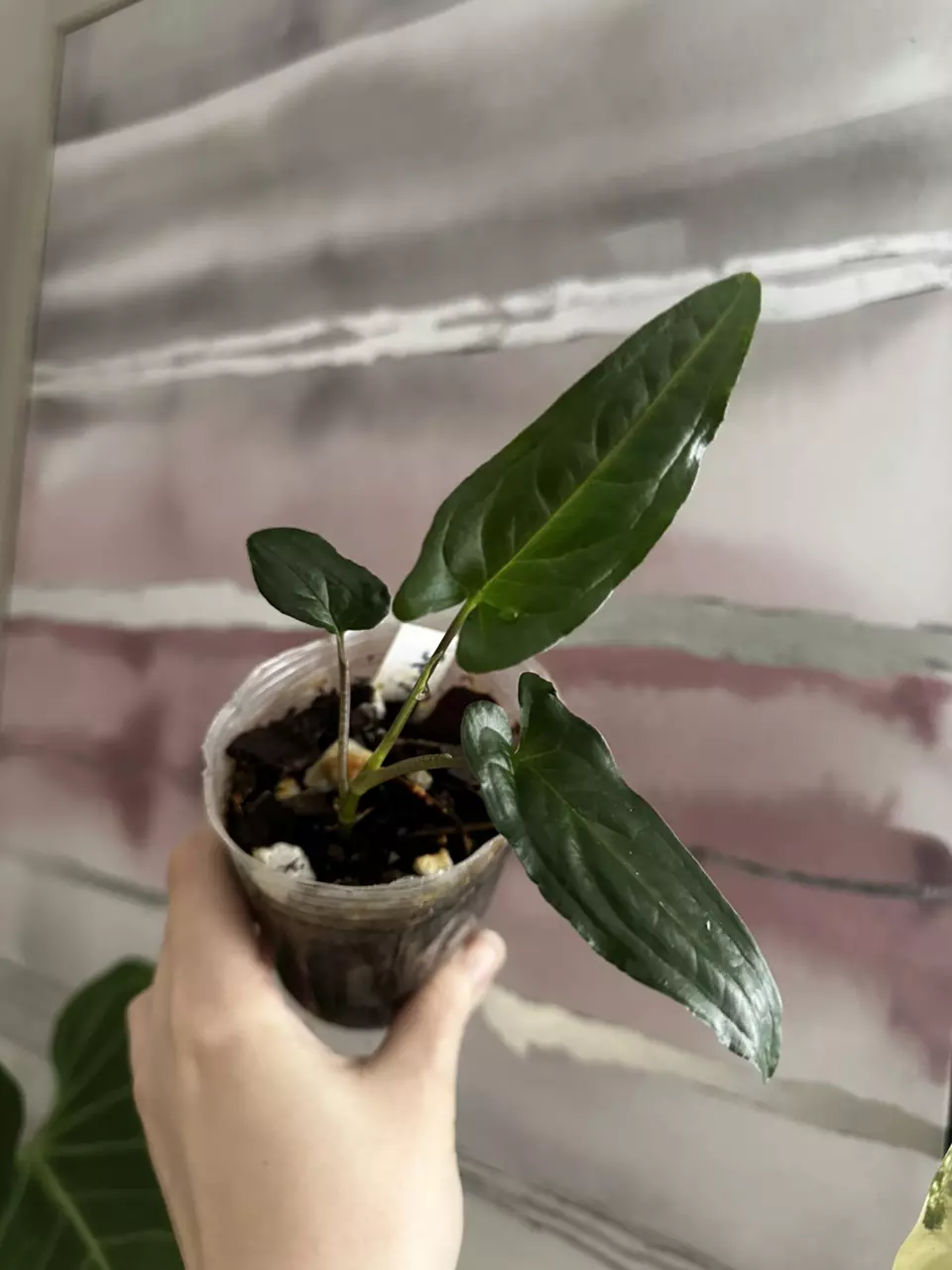 Syngonium Sp Peru thumbnail