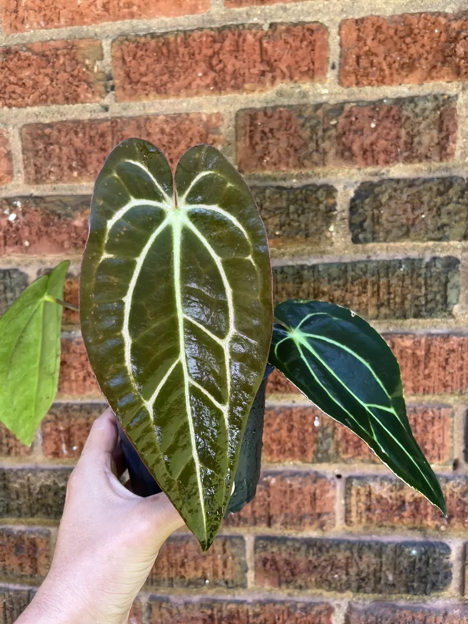 Anthurium Carlablackiae thumbnail