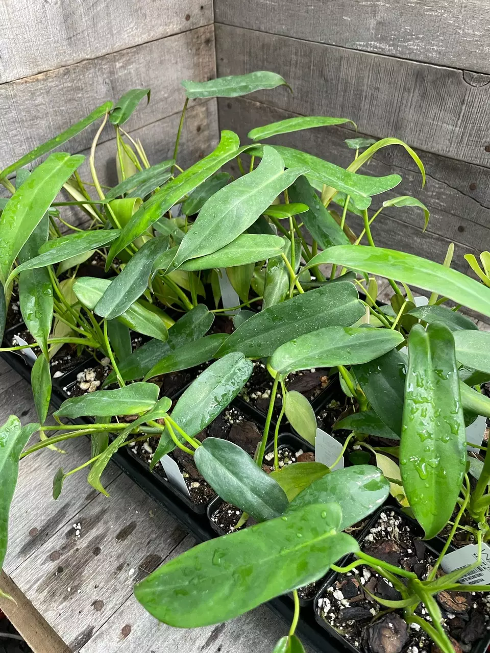 Philodendron Longilobatum Lelano thumbnail