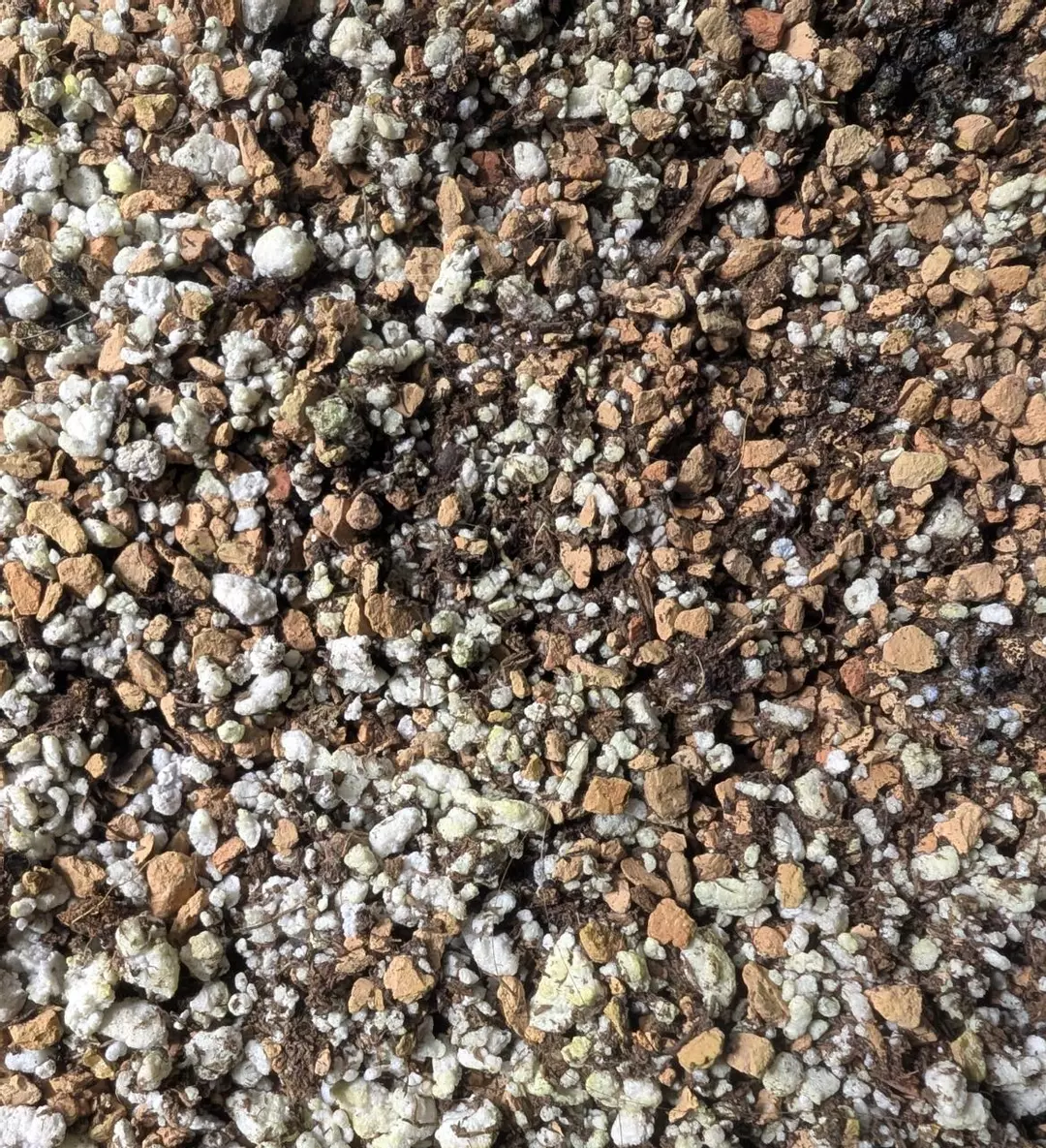 Soil for Pinguicula/Butterworts Mel's mix thumbnail