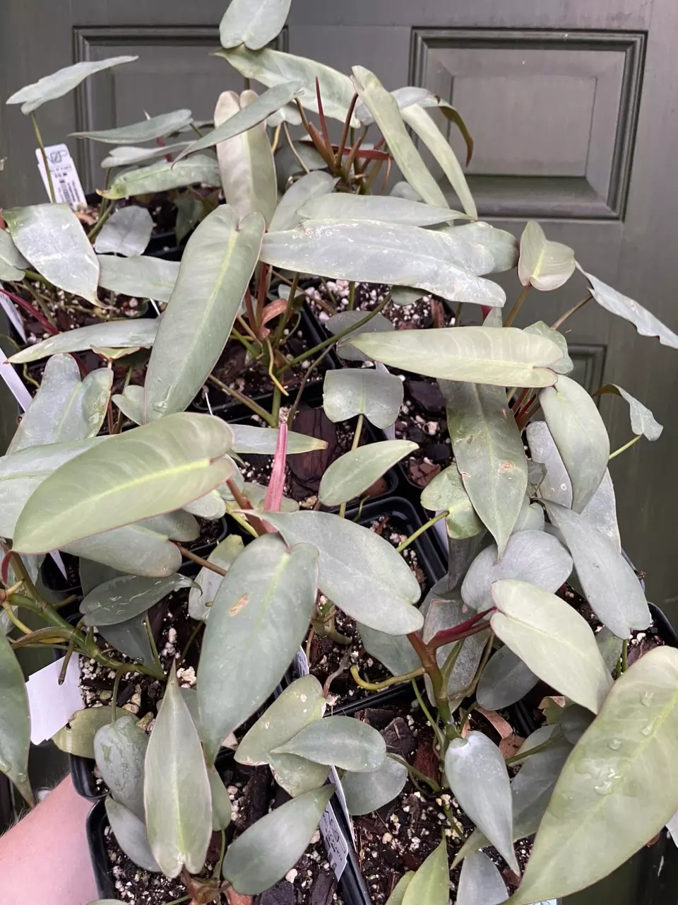 Philodendron Atabapoense thumbnail