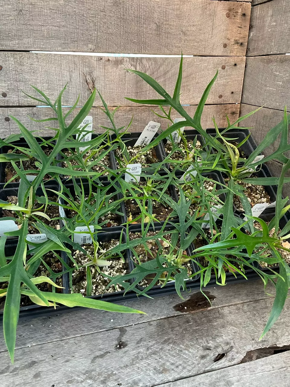 Philodendron Tortum thumbnail