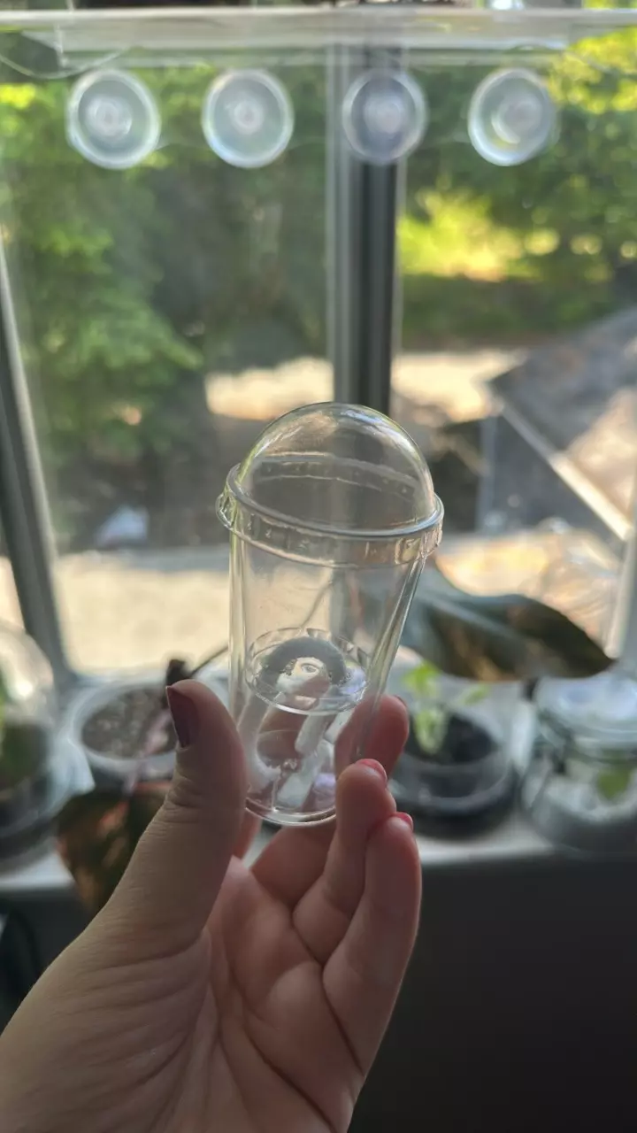 Prop/Corm Cups with Domes **Will include perlite & stratum** thumbnail