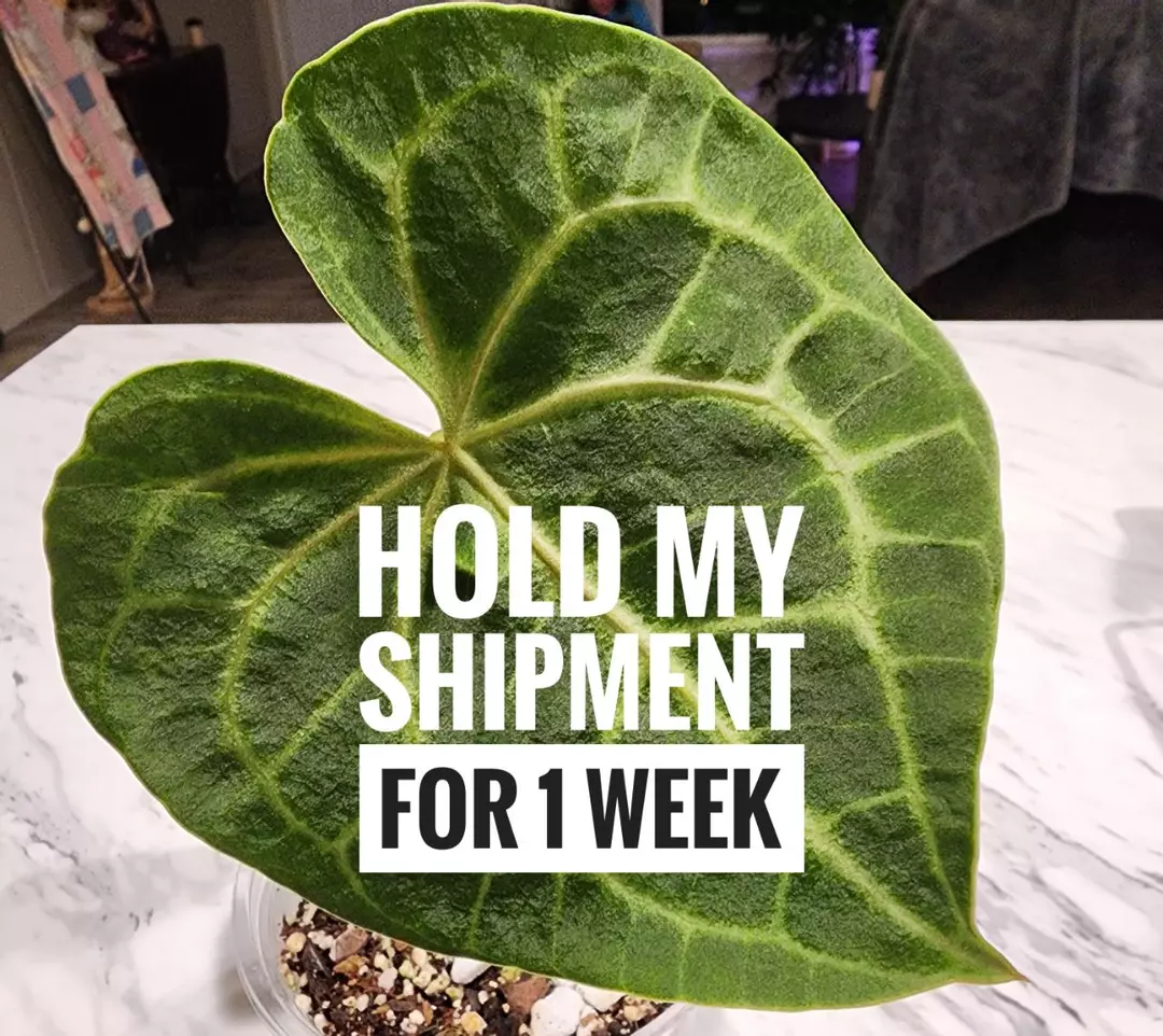 Hold my shipment thumbnail