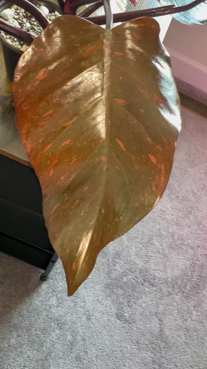 Orange Princess Galaxy Philodendron thumbnail