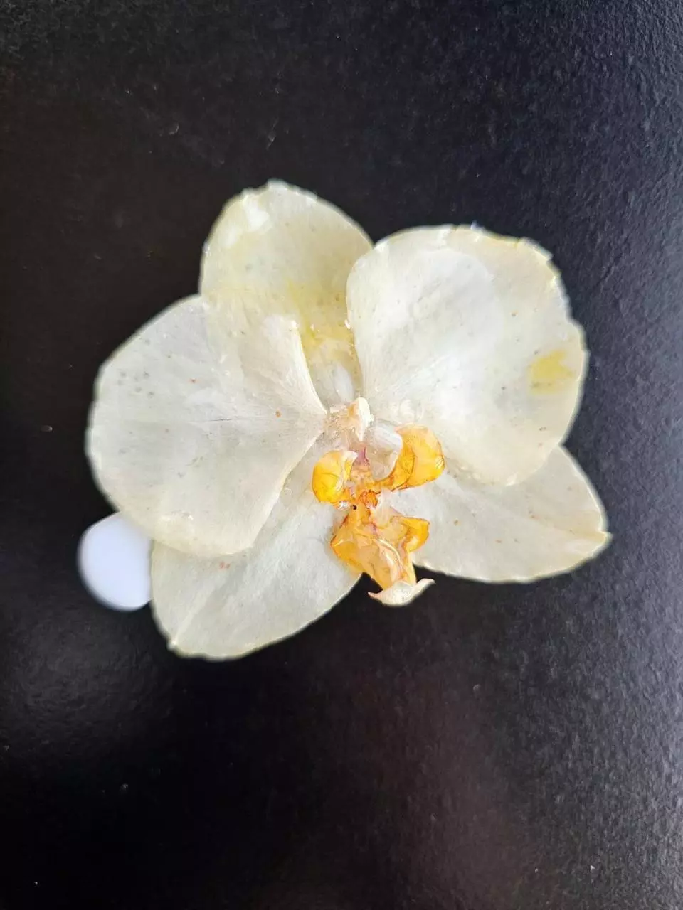 Real Orchid flower hair clip thumbnail