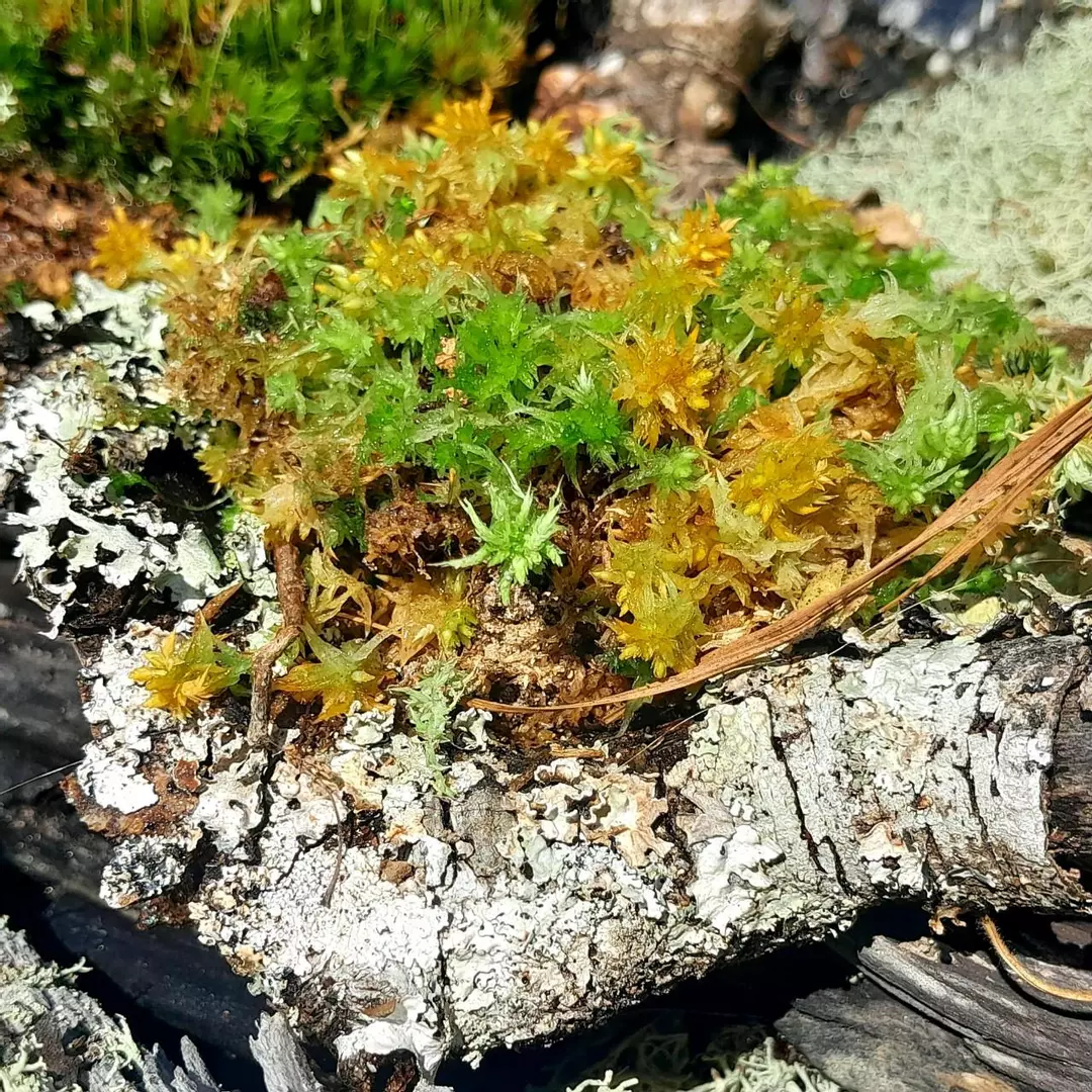 Live Sphagnum Moss, Native, Natural Orchid Moss, Peat Moss thumbnail