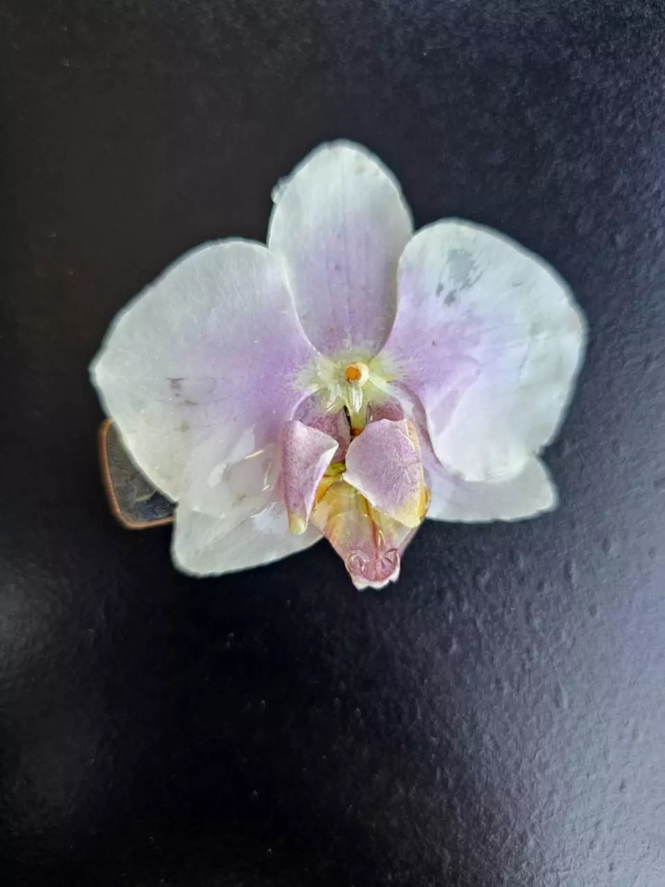 Real orchid hair clip thumbnail