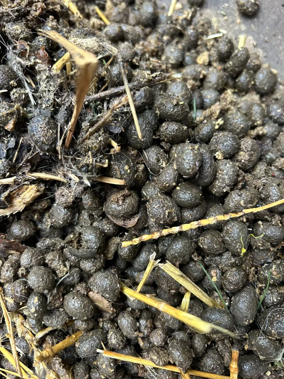 Rabbit poop fertilizer 1 gallon bag thumbnail