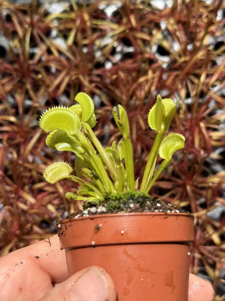 CARNIVOROUS : ‘Dente’ Venus Fly Trap thumbnail