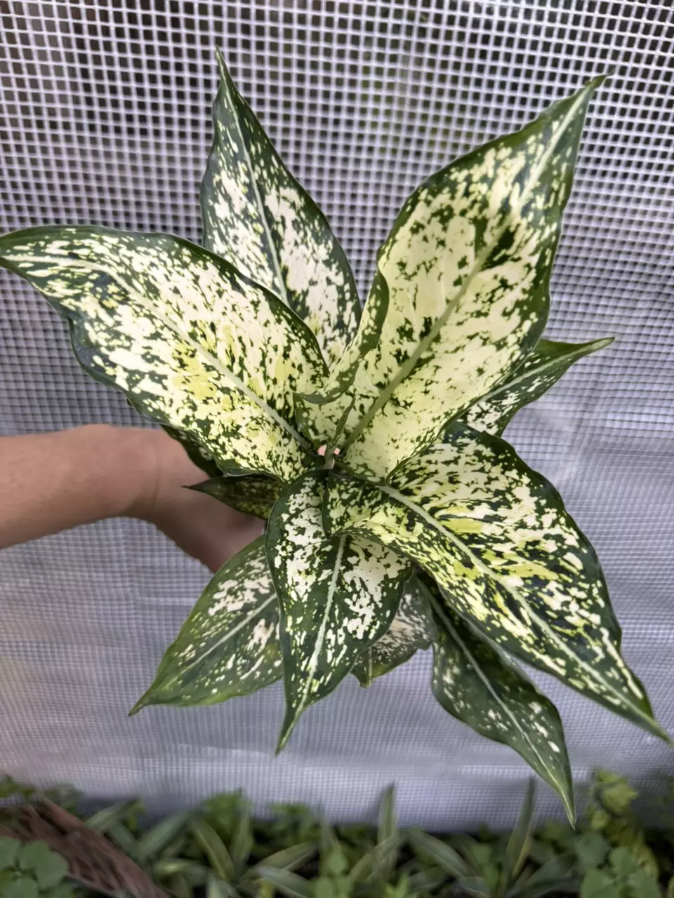 Aglaonema ‘Snow White’ thumbnail