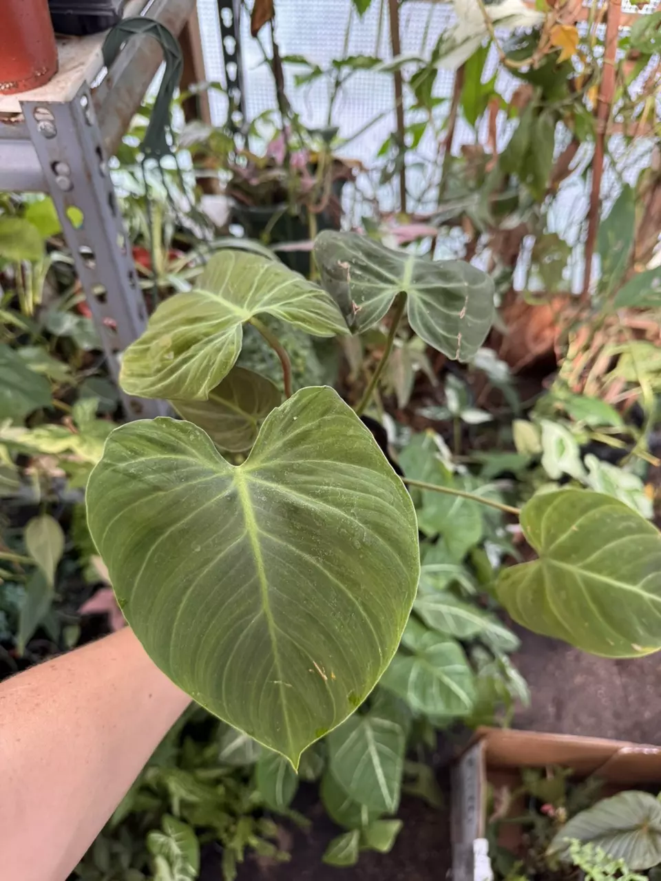 Philodendron El Choco Red thumbnail