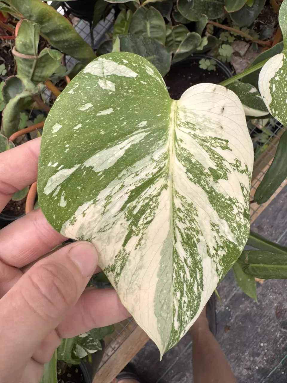 Monstera Thai Constellation in 4” Pots, YOU PICK thumbnail