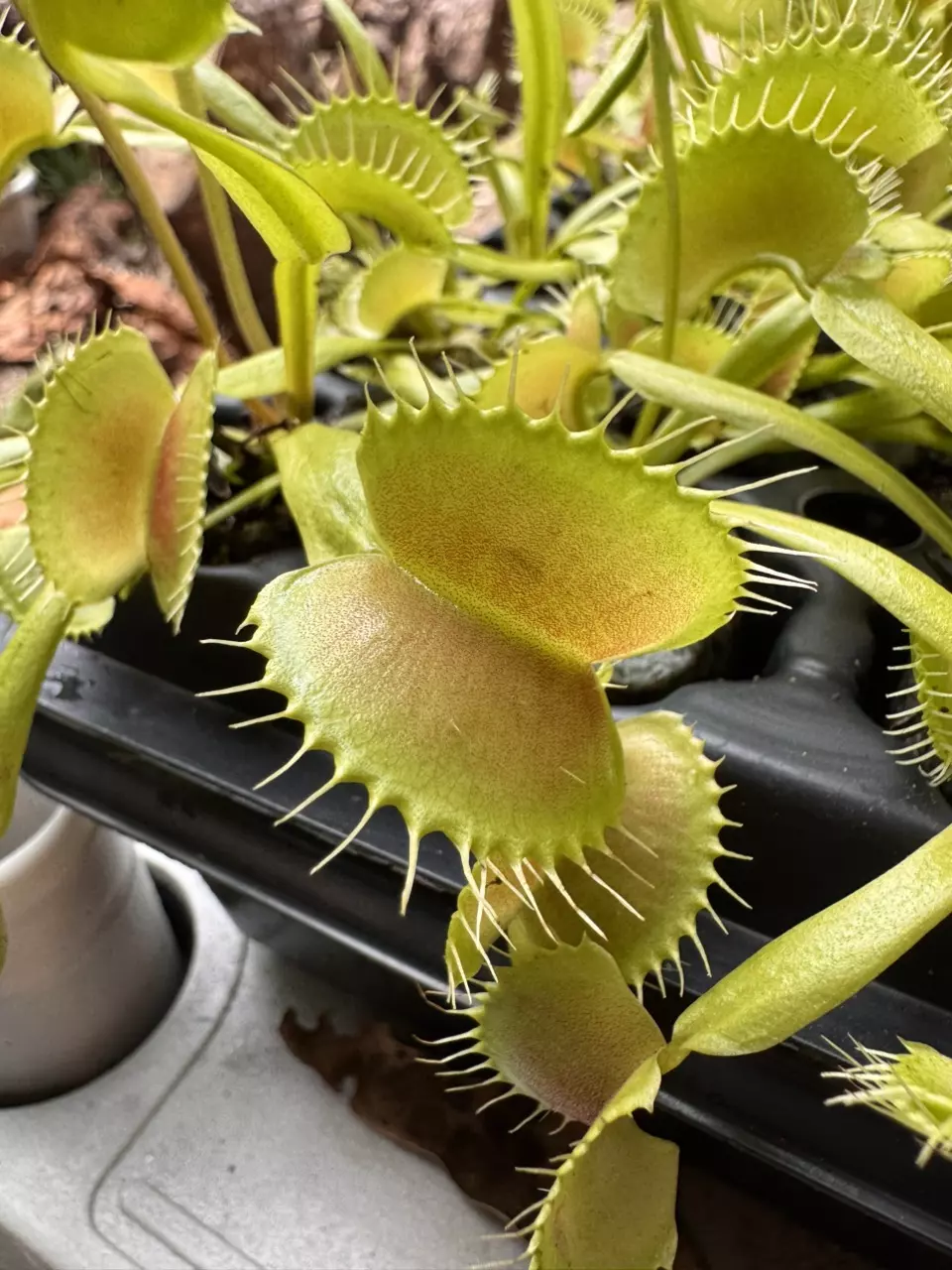 CARNIVOROUS : ‘King Henry’ Venus Fly Trap thumbnail