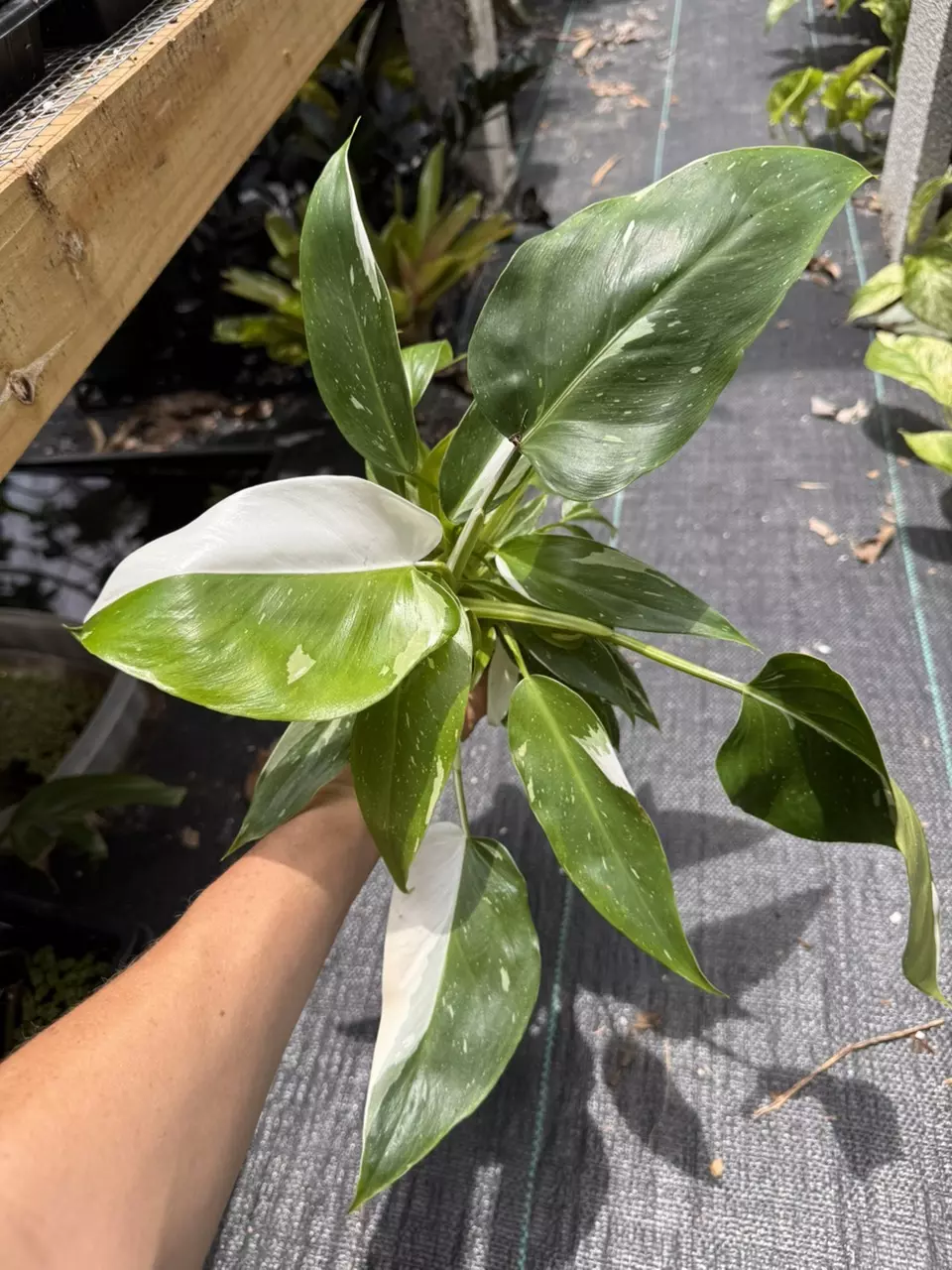 White Wizard in 4” pots, You Pick thumbnail