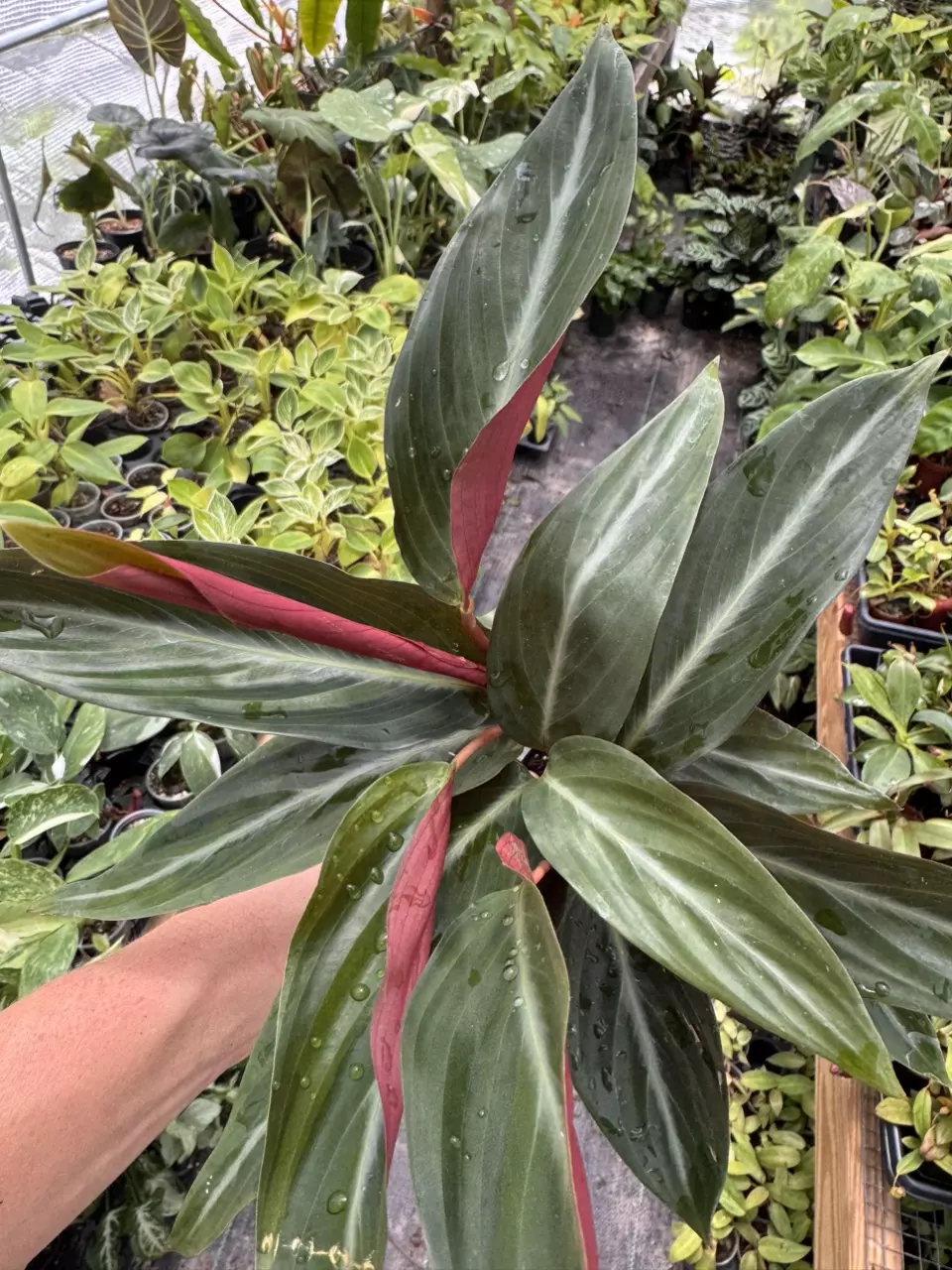 Calathea Sanguinea thumbnail
