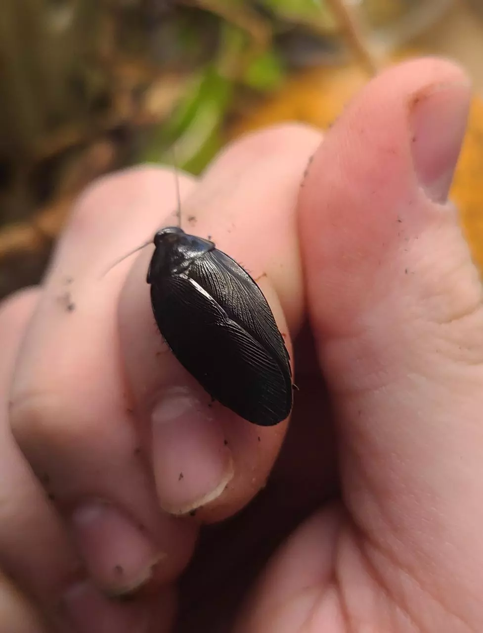 Pycnoscelus nigra "Shadow Roaches" 12ct nymphs thumbnail