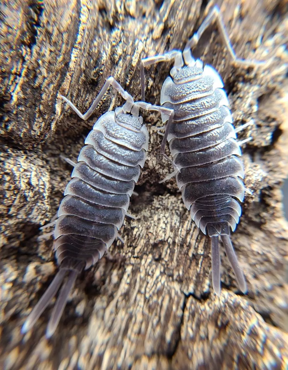 Porcellio hoffmannseggi "Titan" 12ct isopods thumbnail