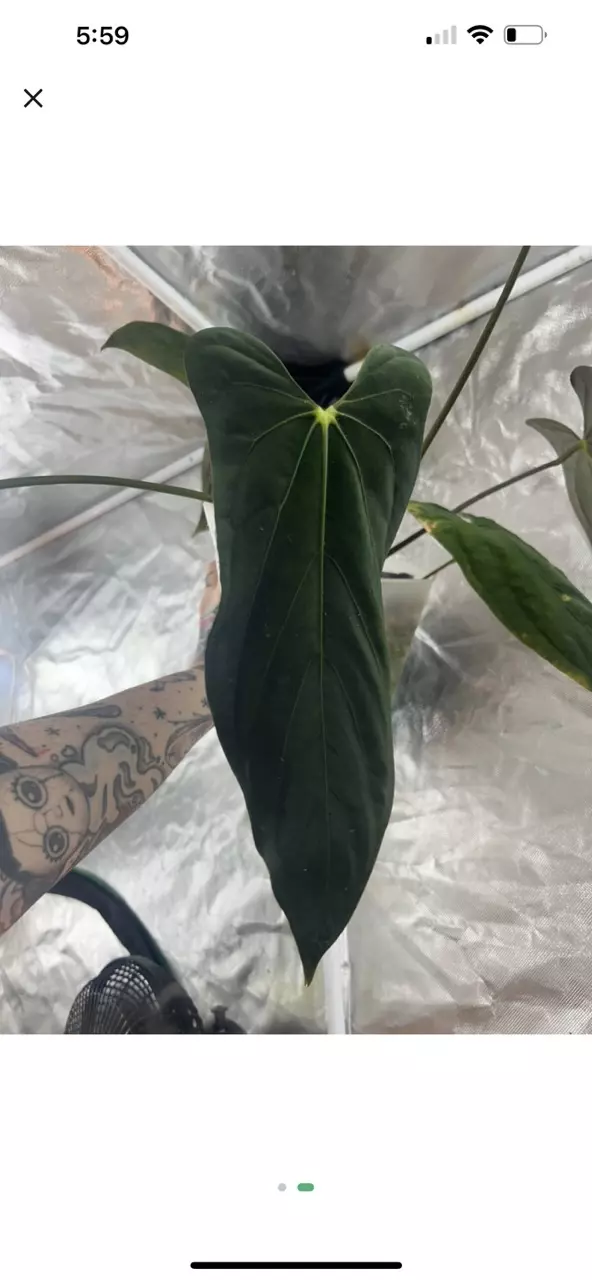 Fort Sherman x RL S1 2 germ seeds thumbnail