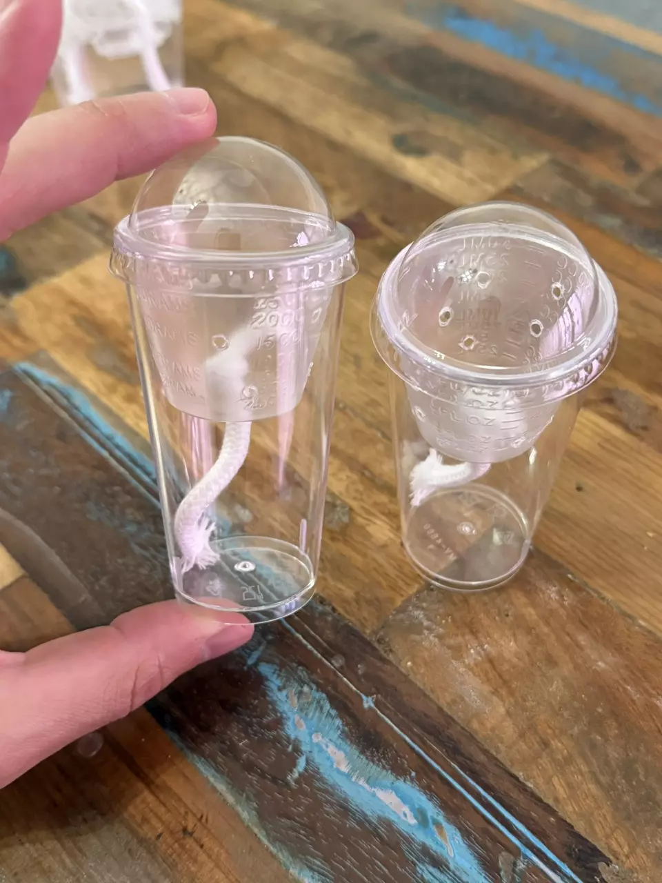 Self watering Corm Cups w/ Dome lid (Set of 10) thumbnail