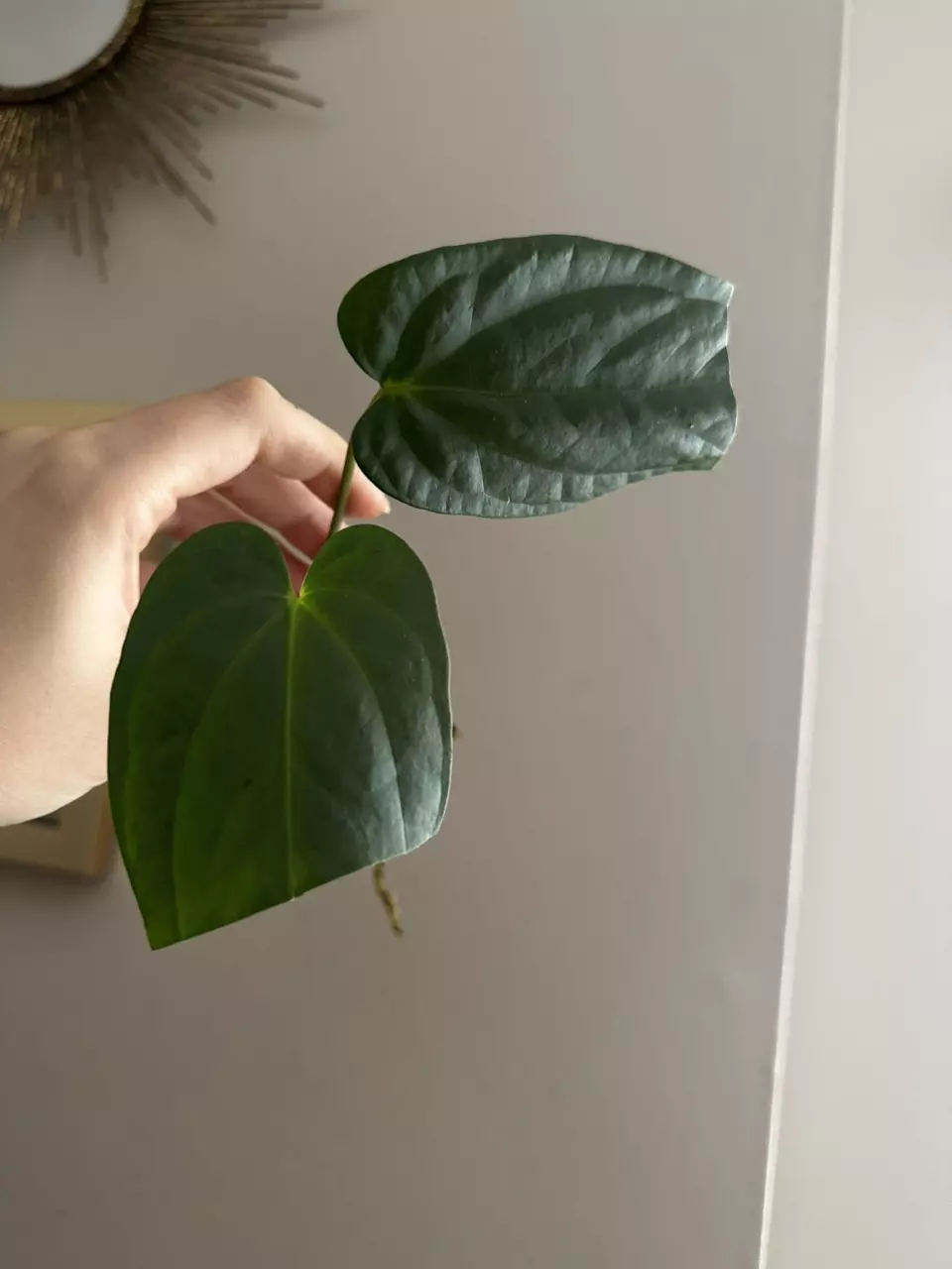 Anthurium Tropiflora Delta x BVEP Rooted Mid Cutting thumbnail