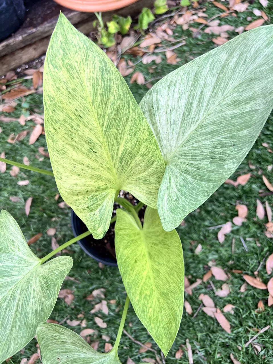 Gorgeous Homalomena Pendula Mint thumbnail