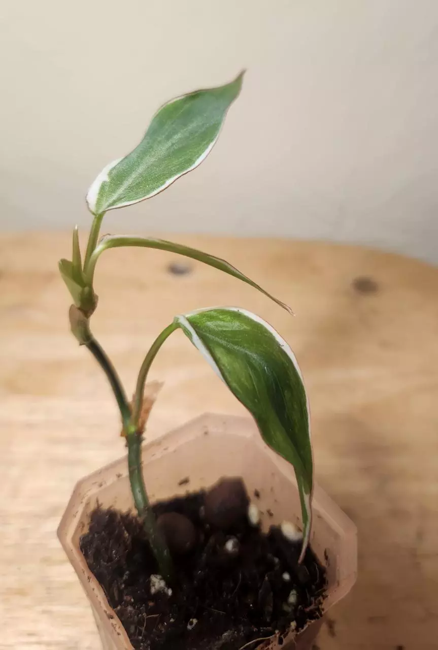 #18 Philodendron Micans 'Velvet Halo' thumbnail