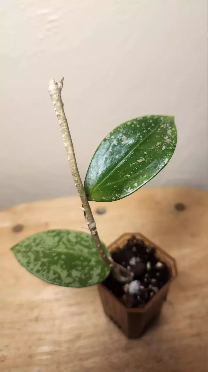 #19 Hoya Verticillata Splash thumbnail