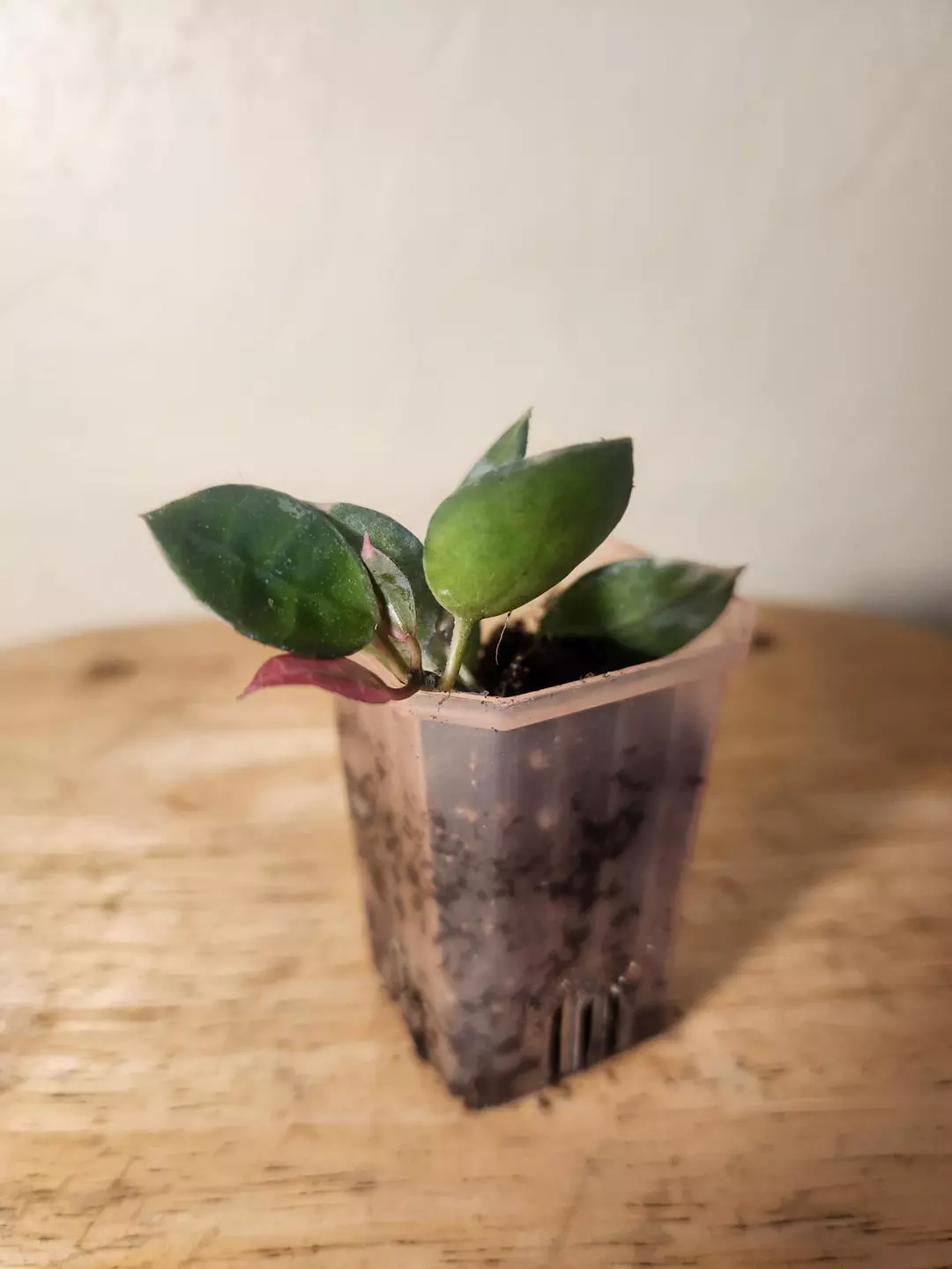 #20 Hoya Lacunosa 'Asami Clone 2' thumbnail